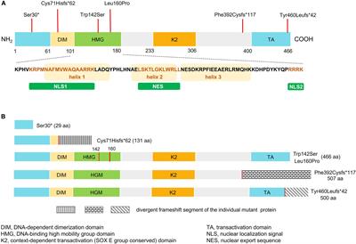 Novel SOX10 Mutations in Waardenburg Syndrome: Functional Characterization and Genotype-Phenotype Analysis